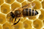 pszczola_zdjecie